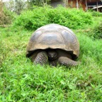 Galapagos 2012 - 44.jpg