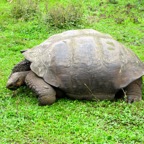 Galapagos 2012 - 46.jpg