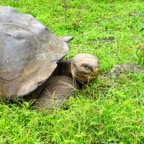 Galapagos 2012 - 47.jpg