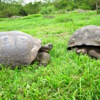Galapagos 2012 - 48.jpg