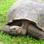 Galapagos 2012 - 50.jpg
