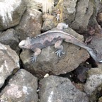 Galapagos 2012 - 57.jpg