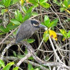 Galapagos 2012 - 59.jpg