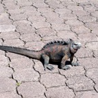 Galapagos 2012 - 61.jpg
