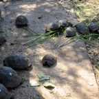 Galapagos 2012 - 63.jpg