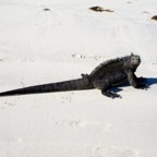 Galapagos 2012 - 70.jpg