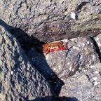Galapagos 2012 - 71.jpg
