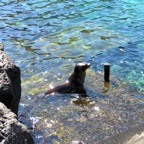 Galapagos 2012 - 76.jpg