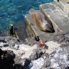 Galapagos 2012 - 77.jpg