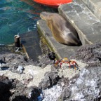 Galapagos 2012 - 79.jpg