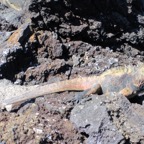 Galapagos 2012 - 80.jpg