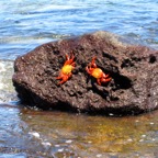 Galapagos 2012 - 92.jpg