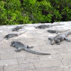 Galapagos 2012 - 97.jpg