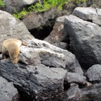 Galapagos 2012 - 98.jpg