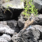 Galapagos 2012 - 99.jpg