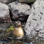 Galapagos 2012 - 100.jpg