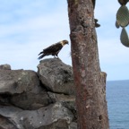 Galapagos 2012 - 101.jpg