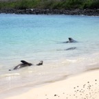 Galapagos 2012 - 104.jpg