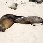 Galapagos 2012 - 108.jpg