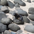 Galapagos 2012 - 111.jpg