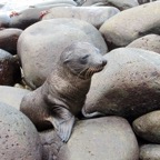 Galapagos 2012 - 112.jpg