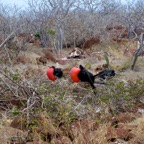 Galapagos 2012 - 114.jpg