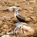 Galapagos 2012 - 116.jpg