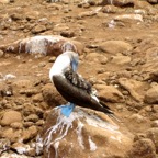 Galapagos 2012 - 117.jpg
