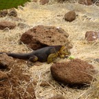 Galapagos 2012 - 120.jpg