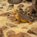 Galapagos 2012 - 121.jpg