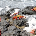 Galapagos 2012 - 124.jpg