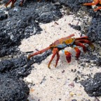 Galapagos 2012 - 125.jpg