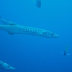 Koh Tao - 26.jpg
