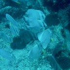 Koh Tao - 30.jpg