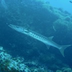 Koh Tao - 36.jpg