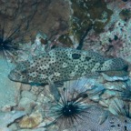 Koh Tao - 37.jpg