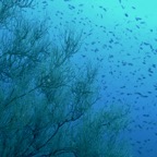 Koh Tao - 38.jpg