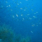 Koh Tao - 39.jpg