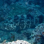 Koh Tao - 46.jpg