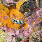 Koh Tao - 57.jpg