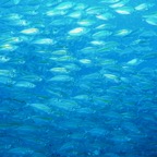 Koh Tao - 66.jpg