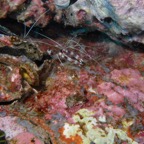 Koh Tao - 104.jpg