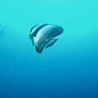 Koh Tao - 124.jpg