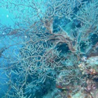 Koh Tao - 123.jpg