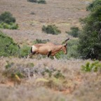 Südafrika - 11.jpg