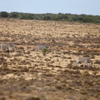 Südafrika - 12.jpg