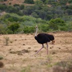 Südafrika - 13.jpg