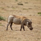 Südafrika - 28.jpg