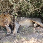 Südafrika - 61.jpg