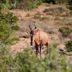 Südafrika - 76.jpg